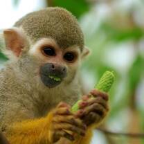Samiri the semi wild Squirrel Monkey