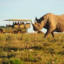 rhino conservation shamwari volunteer