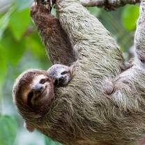 volunteer amazon peru manu sloth