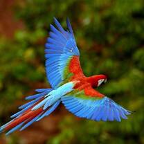 volunteer amazon peru manu macaw parrot