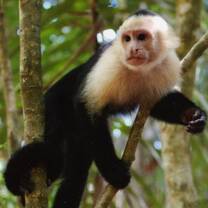 volunteer amazon peru manu monkey 