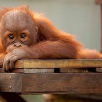 borneo orangutan volunteer indonesia IAR