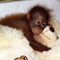 borneo orangutan volunteer indonesia IAR