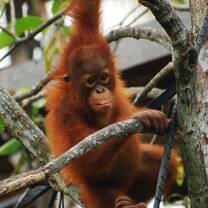 borneo orangutan volunteer indonesia IAR