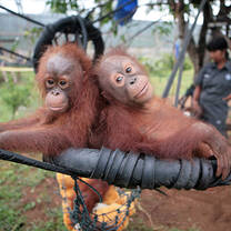 borneo orangutan volunteer indonesia IAR