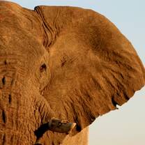 desert elephant namibia volunteer
