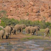 desert elephant namibia volunteer
