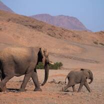 desert elephant namibia volunteer