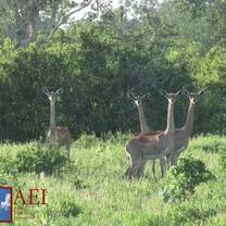 Antelope on the plains. 