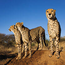 Cheetah's in Africa