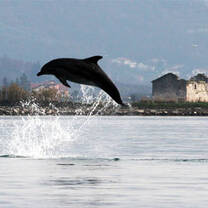 Dolphins in Slovenia 
