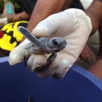 ISV Volunteer in Costa Rica