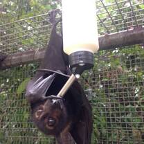 A flying fox drinks milk.
