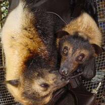 Flying fox mum and baby in medical care before they are released. 