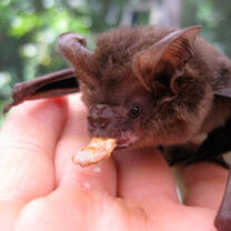 A big brown bat has a snack.