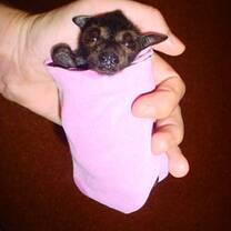 An orphaned flying fox steals our heart.