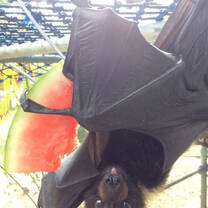 A flying fox enjoys a snack.