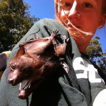 A volunteer hangs out with a flying fox!