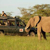 elephant on safari