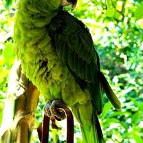 Wildlife conservation in Costa Rica