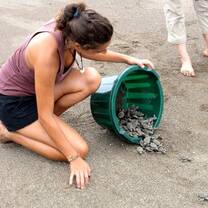 Sea turtle conservation in Costa Rica 
