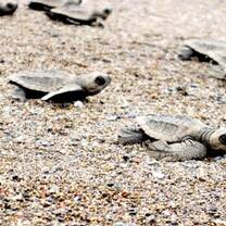Baby sea turtles in Costa Rica 