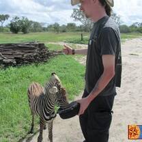 volunteers in Kenya rehabilitate zebras