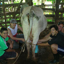 Cow Milking in Costa Rica