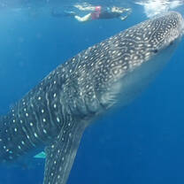 Whale shark