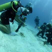Queen Conch Survey