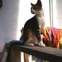 Cat living at the sanctuary in Belize