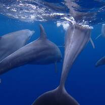 Volunteer with dolphins