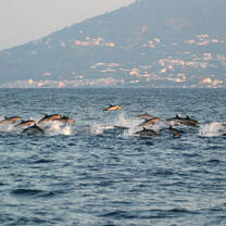 Striped dolphins